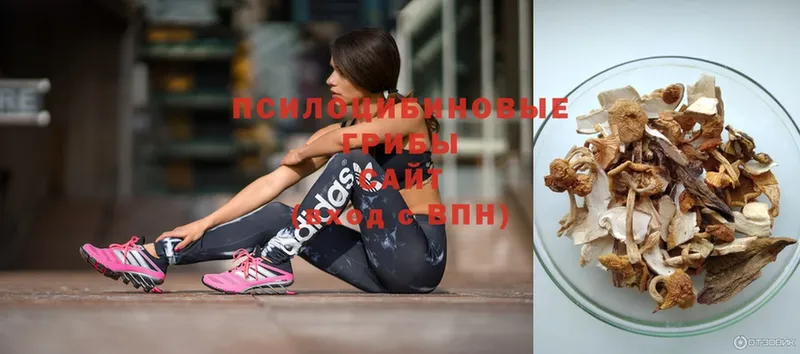 Псилоцибиновые грибы Psilocybe Егорьевск